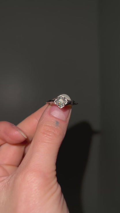 Baby Daphne // 14k Gold // Ring (RTS)